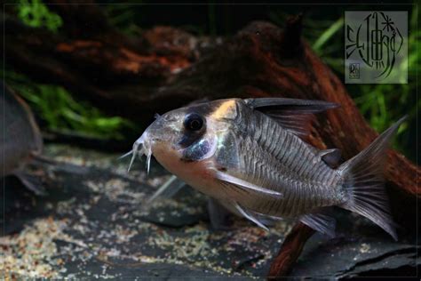 鐵甲武士 魚|紅鱗水族 Redscales Aquarium: 長鬚鐵甲武士 Pterodoras granulosus